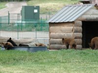 2007061374 Bear Country - Rapid City - South Dakota