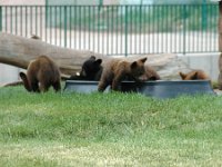 2007061378 Bear Country - Rapid City - South Dakota