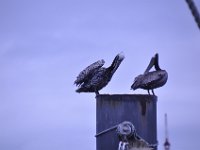 2016060387 Elissa 3 Masted Barque, Galveston, Texas - June 5