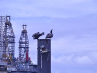 2016060388 Elissa 3 Masted Barque, Galveston, Texas - June 5