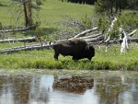 2007061500 Yellowstone National Park - Wyoming