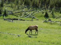 2007061560 Yellowstone National Park - Wyoming
