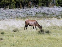 2007061562 Yellowstone National Park - Wyoming