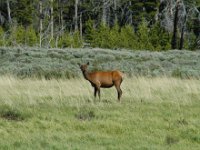 2007061563 Yellowstone National Park - Wyoming
