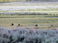 2007061567 Yellowstone National Park - Wyoming