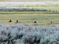 2007061568 Yellowstone National Park - Wyoming