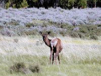 2007061569 Yellowstone National Park - Wyoming