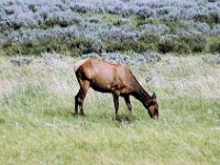 2007061570 Yellowstone National Park - Wyoming