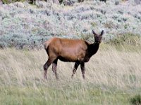 2007061571 Yellowstone National Park - Wyoming