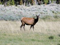 2007061572 Yellowstone National Park - Wyoming