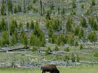 2007061605 Yellowstone National Park - Wyoming