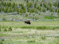 2007061606 Yellowstone National Park - Wyoming