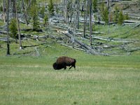 2007061608 Yellowstone National Park - Wyoming