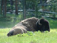 2007061610A Yellowstone National Park - Wyoming