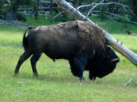 2007061613 Yellowstone National Park - Wyoming : Christiane Collard