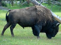 2007061614 Yellowstone National Park - Wyoming