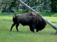 2007061616 Yellowstone National Park - Wyoming