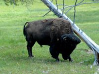 2007061617 Yellowstone National Park - Wyoming