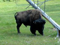 2007061618 Yellowstone National Park - Wyoming