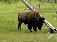 2007061619 Yellowstone National Park - Wyoming