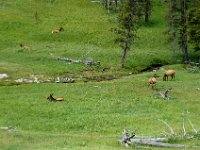 2007061620 Yellowstone National Park - Wyoming