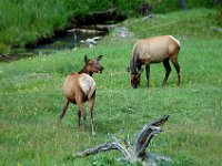 2007061621 Yellowstone National Park - Wyoming