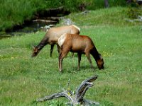 2007061624 Yellowstone National Park - Wyoming