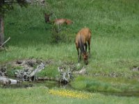 2007061625 Yellowstone National Park - Wyoming