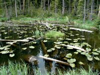 2007061709 Yellowstone National Park - Wyoming