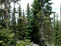 2007061717 Yellowstone National Park - Wyoming